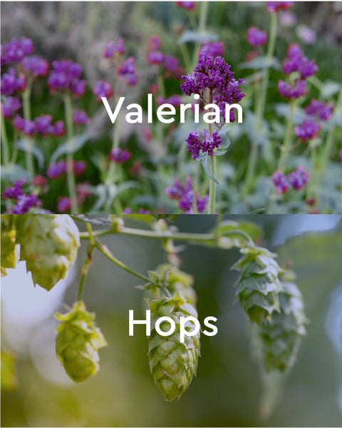 Bath Oil Dream Away Valerian-Hops