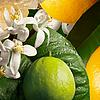 Orange & Bergamot Hand Lotion